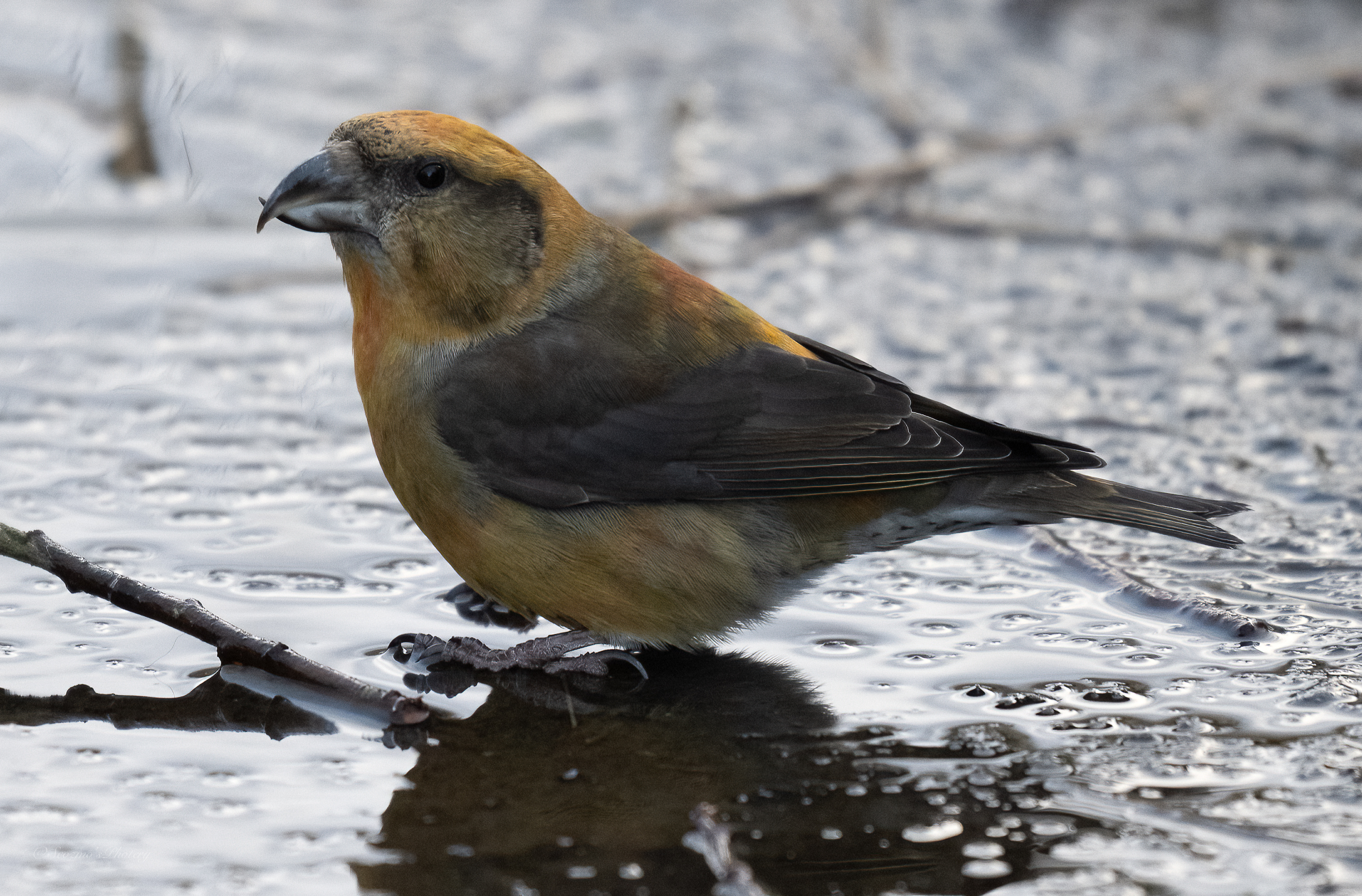 Find out more about Crossbills (External&nbsp;Links)