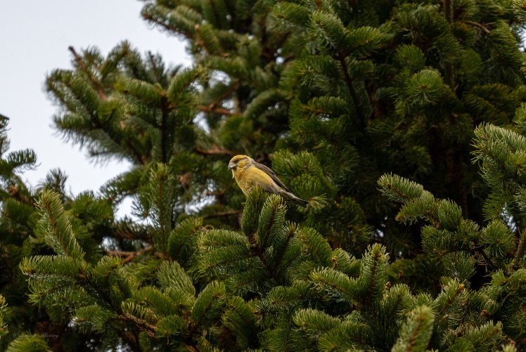 Backwater in January
