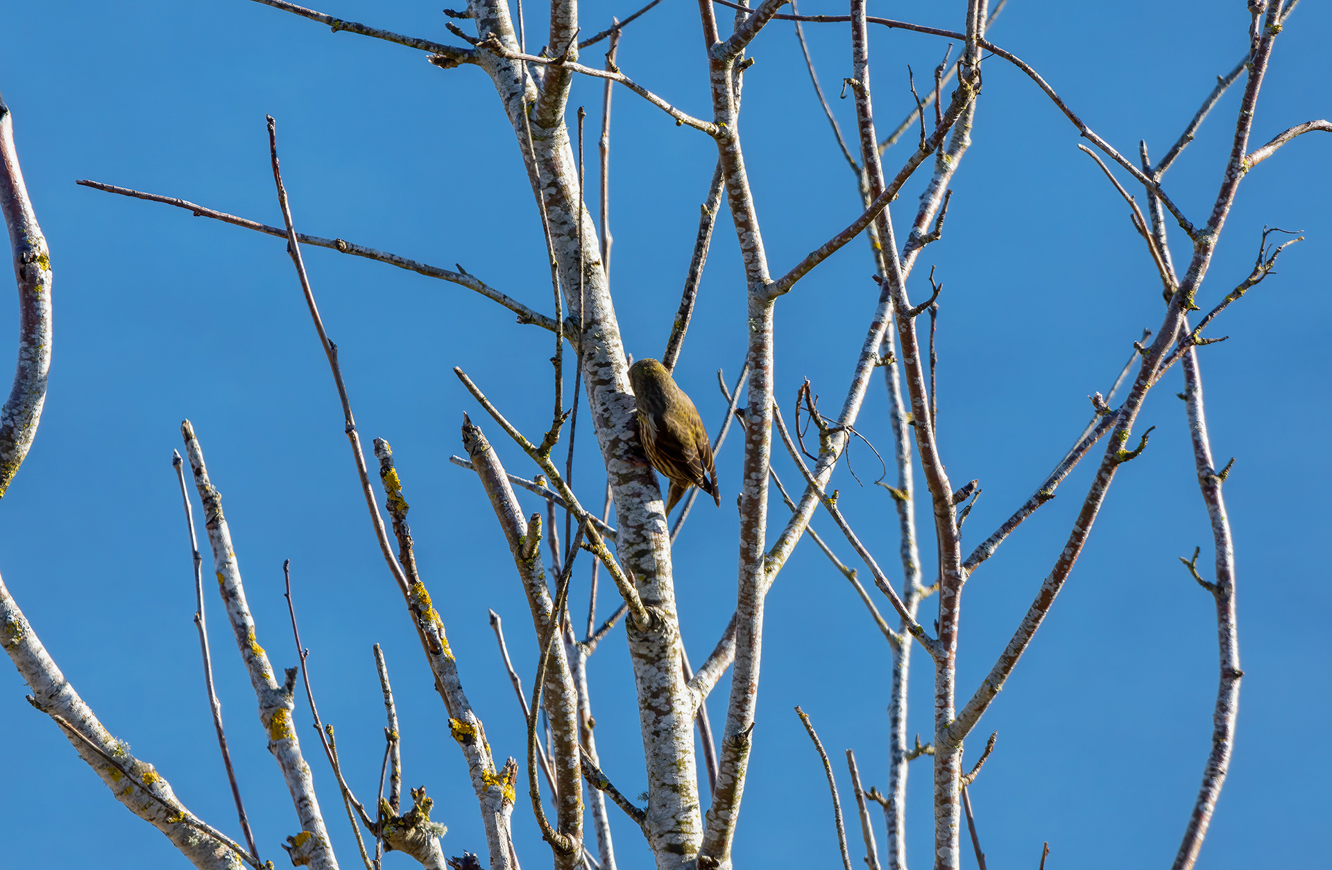 Of Walks and&nbsp;Crossbills