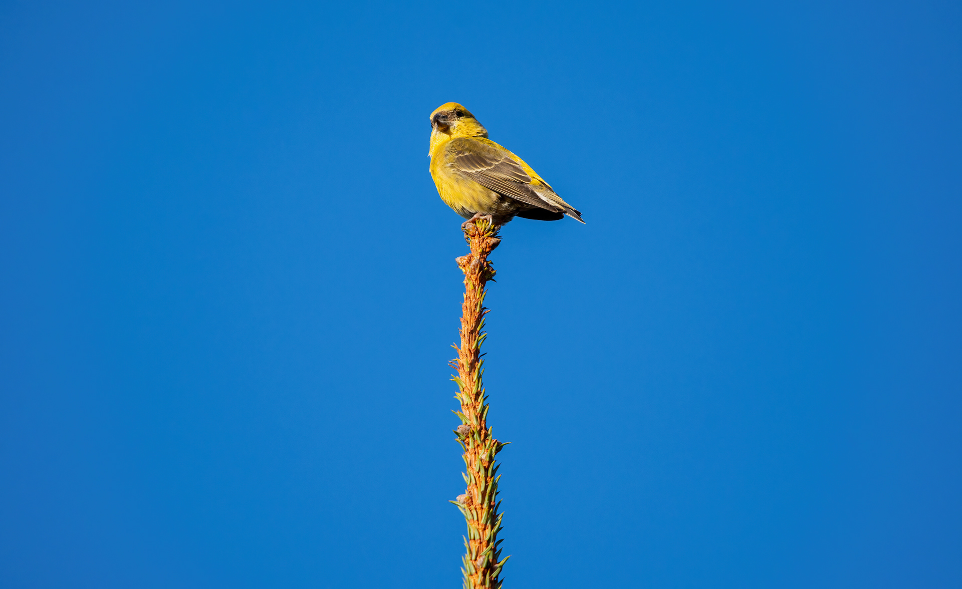 Of Walks and&nbsp;Crossbills