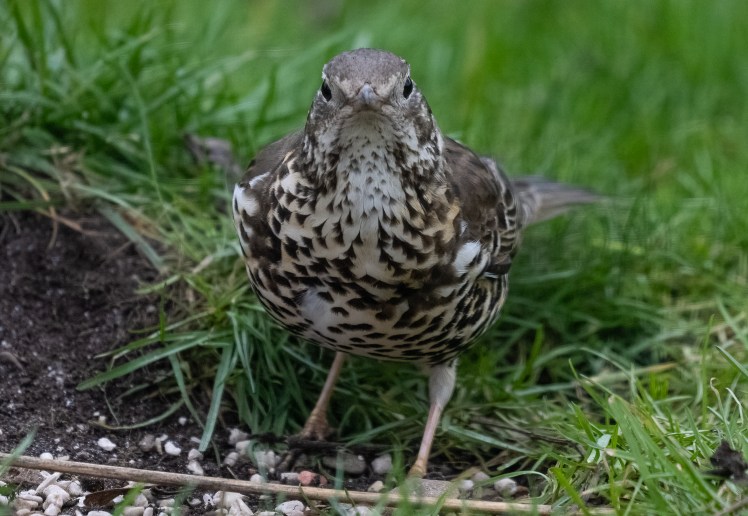 Our Mistle Thrush