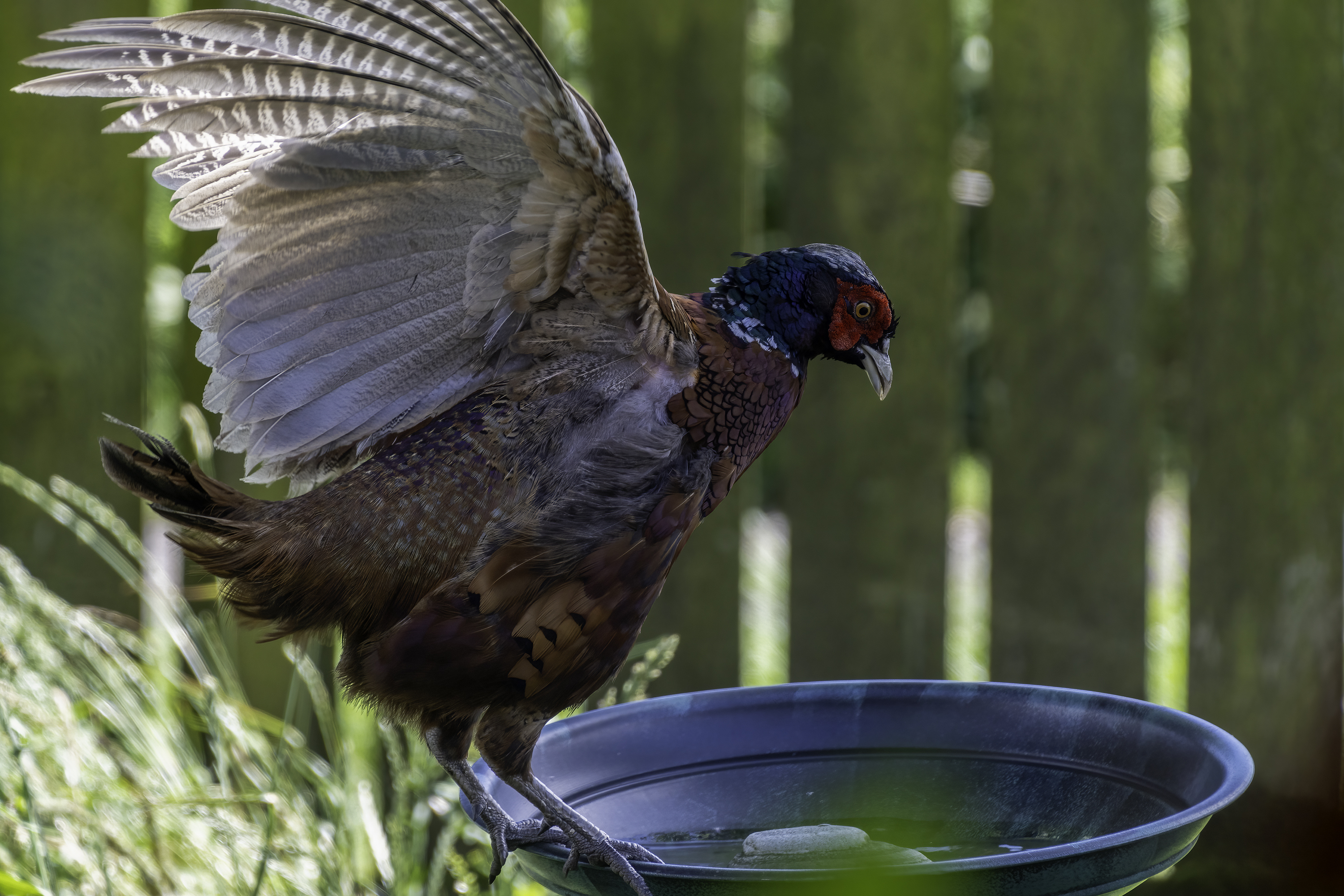 Our Garden Visitors (P) Our Garden Visitors (P)