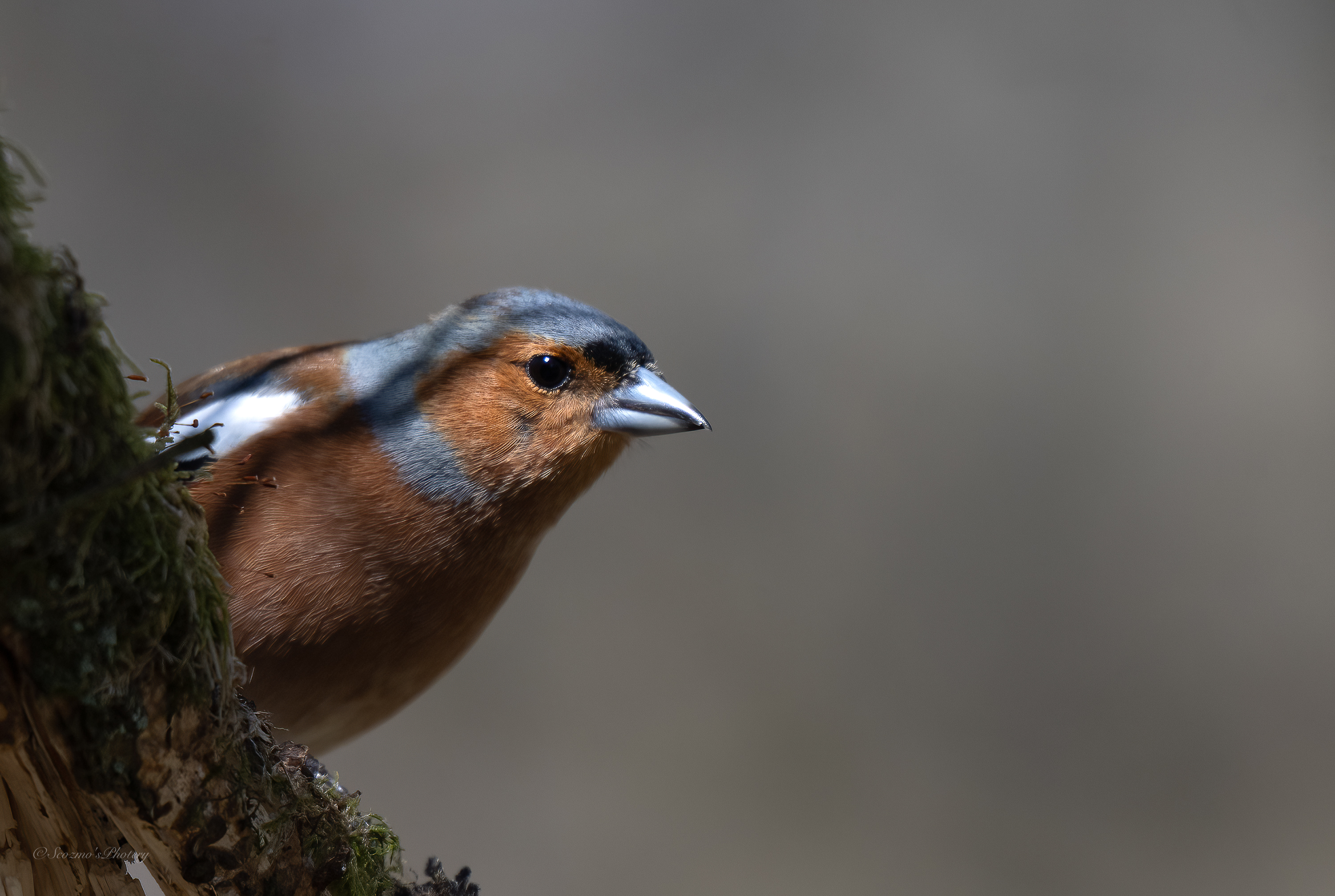 Chaffinch male