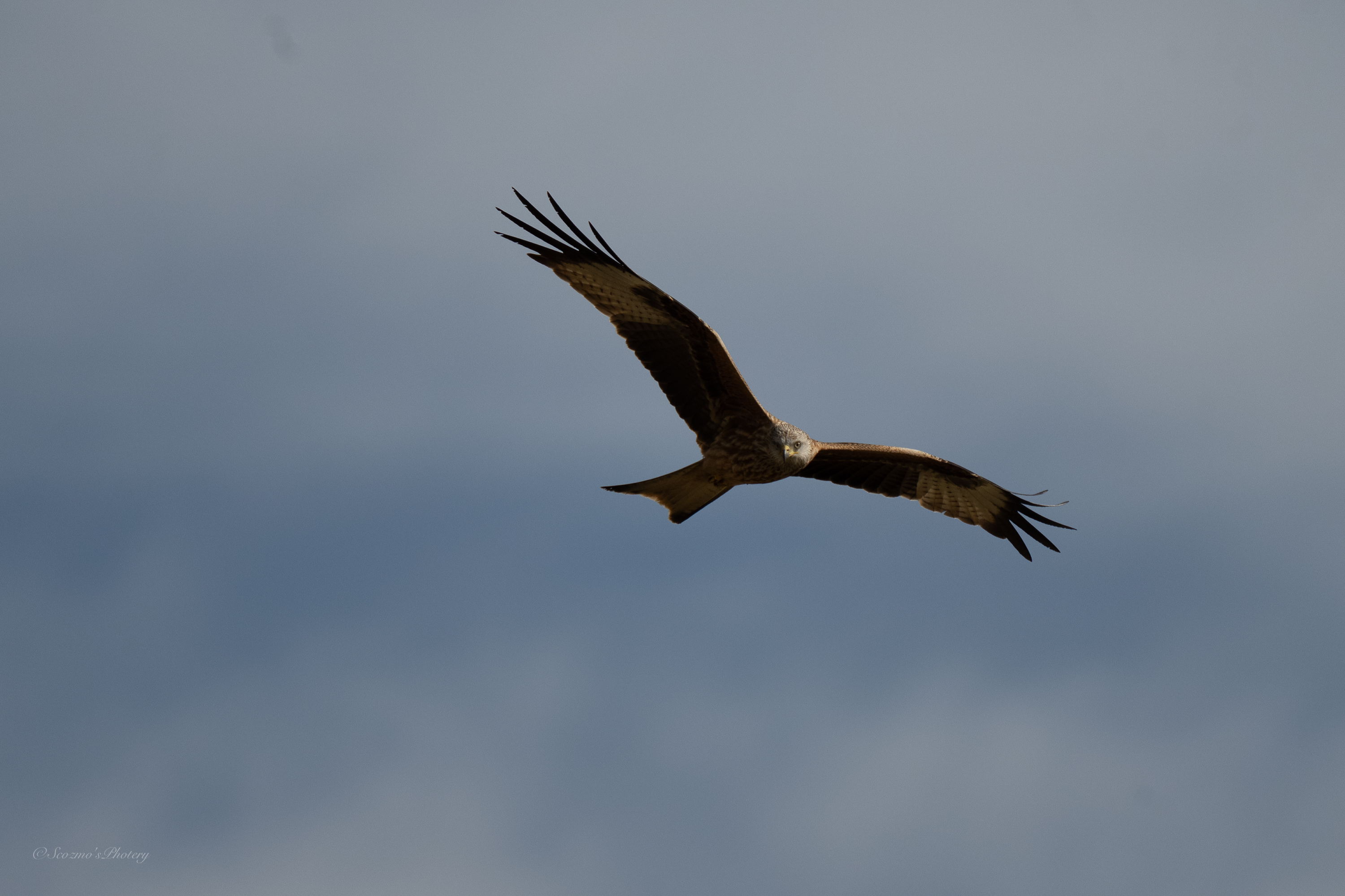 Red Kite