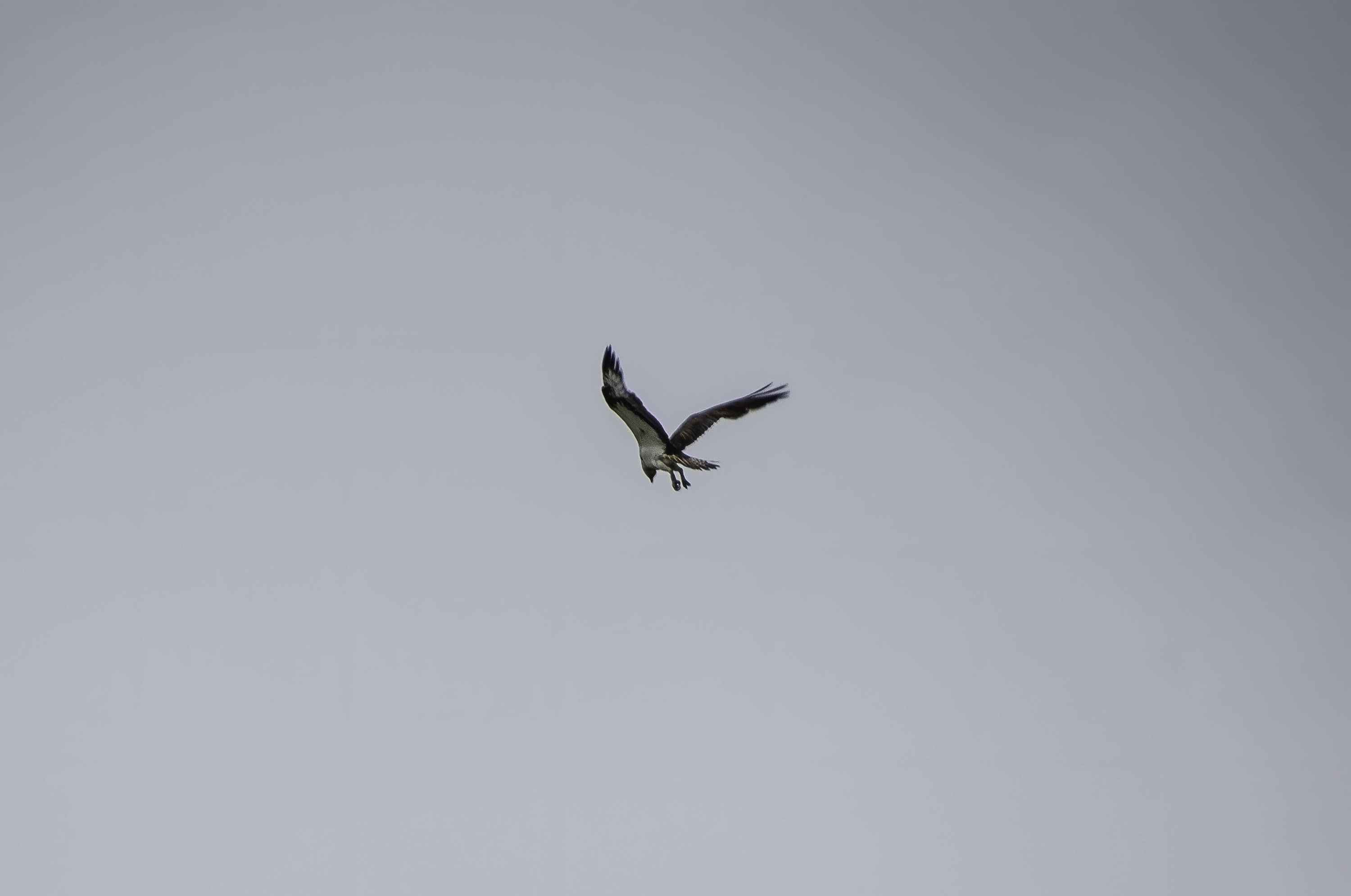 Osprey Encounters