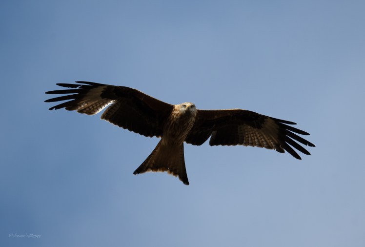 Red Kite flying&nbsp;display