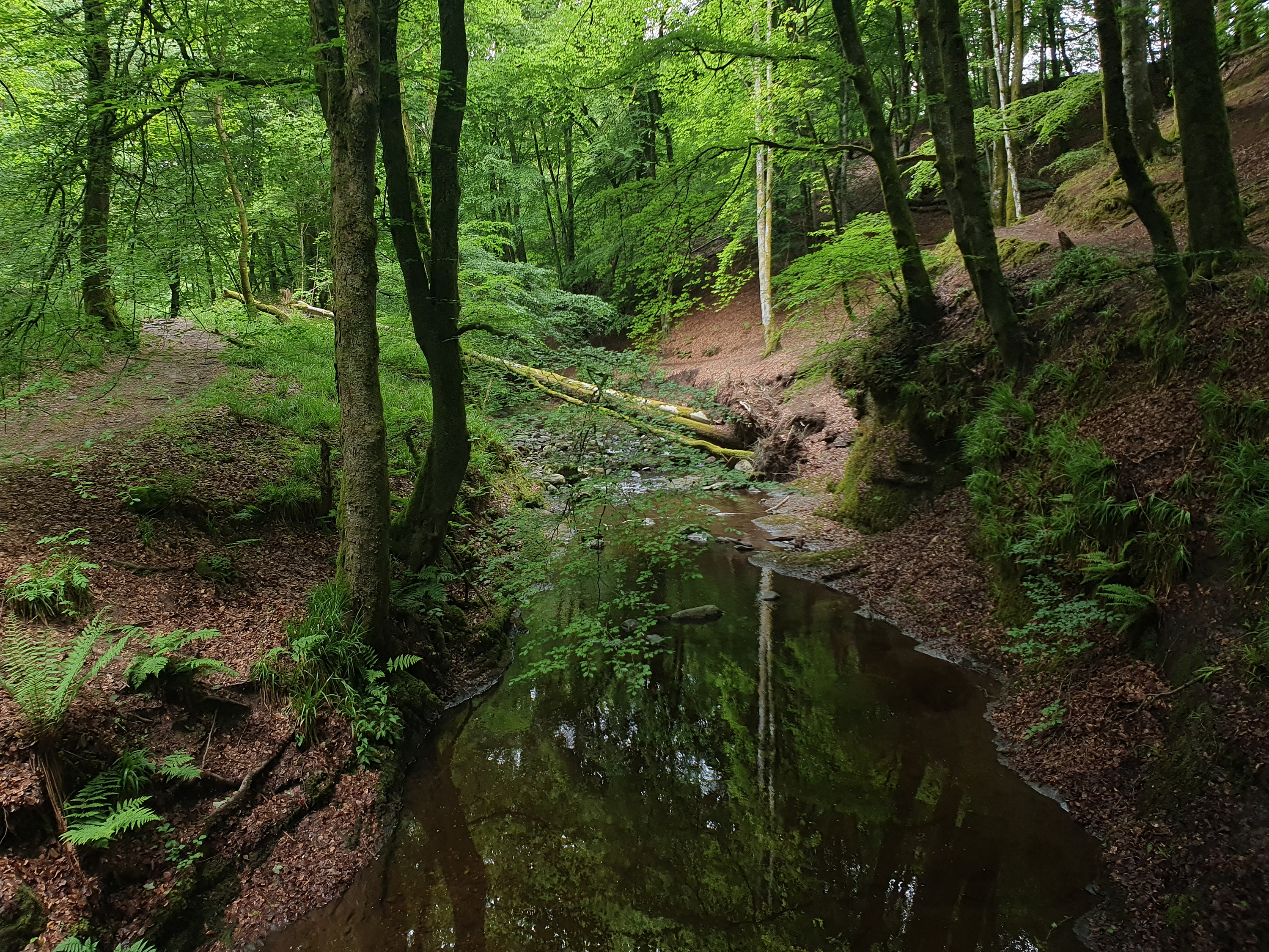 Down in the&nbsp;Den