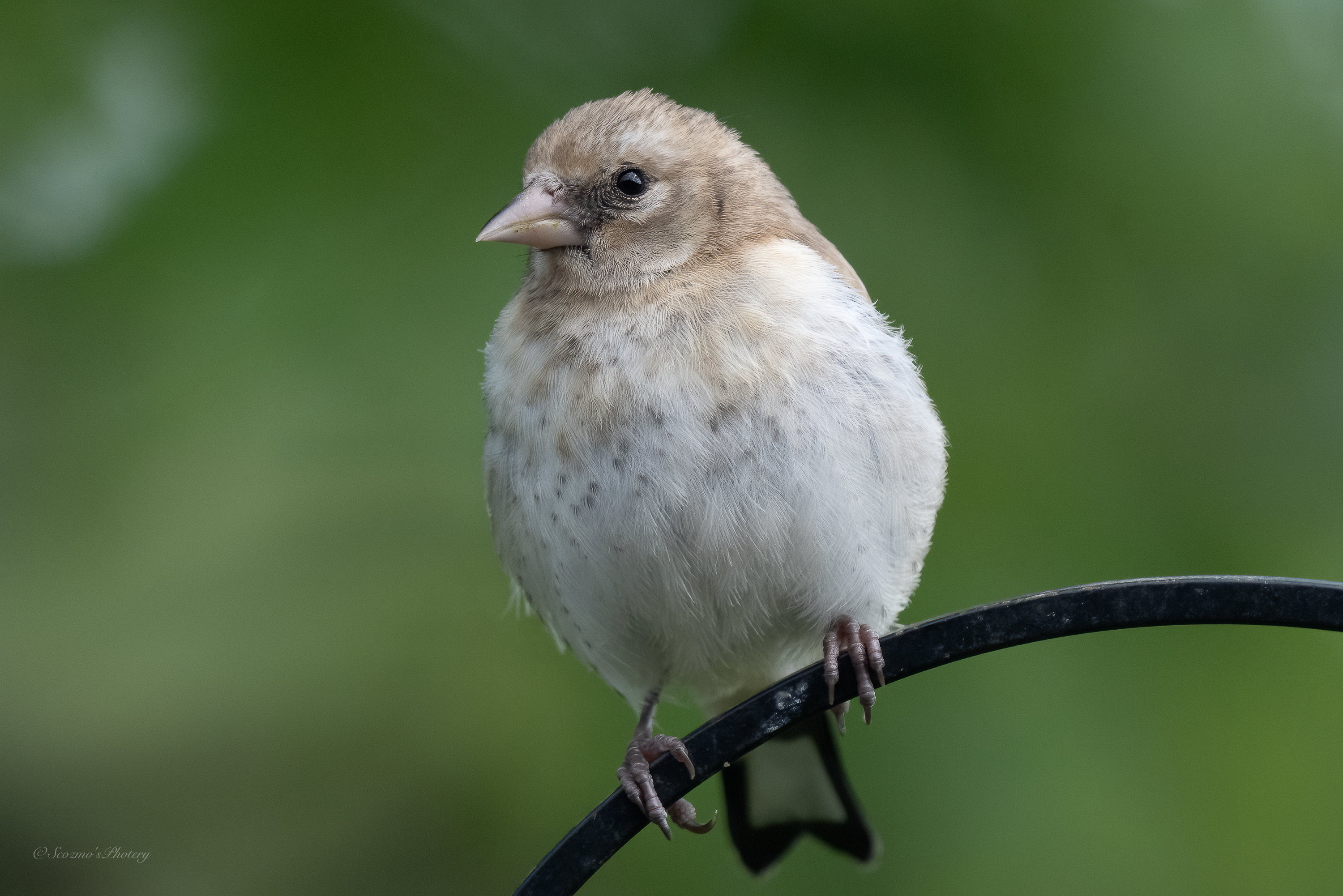 A young Goldfinch on a feeder bar