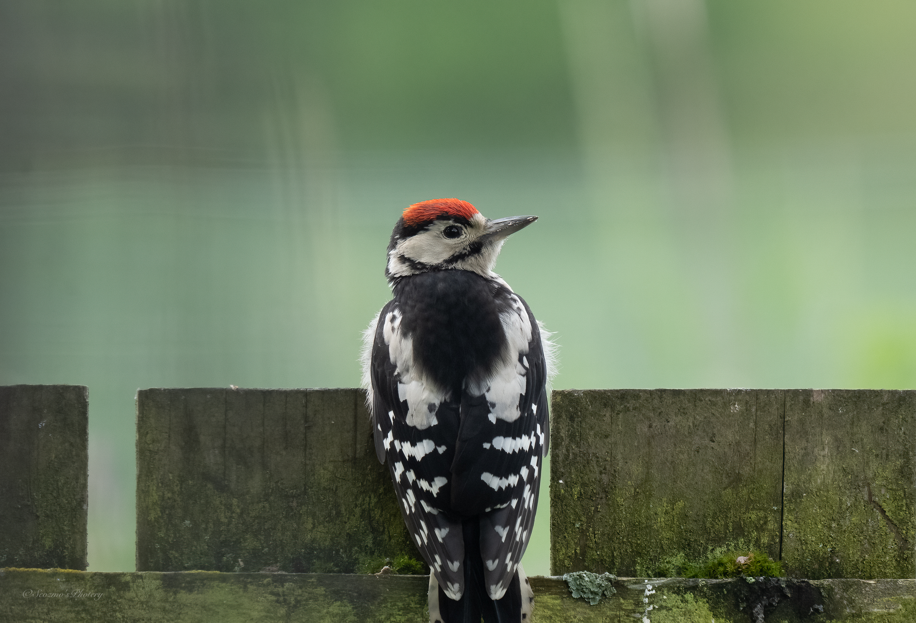 Great Spotted Woodpecker