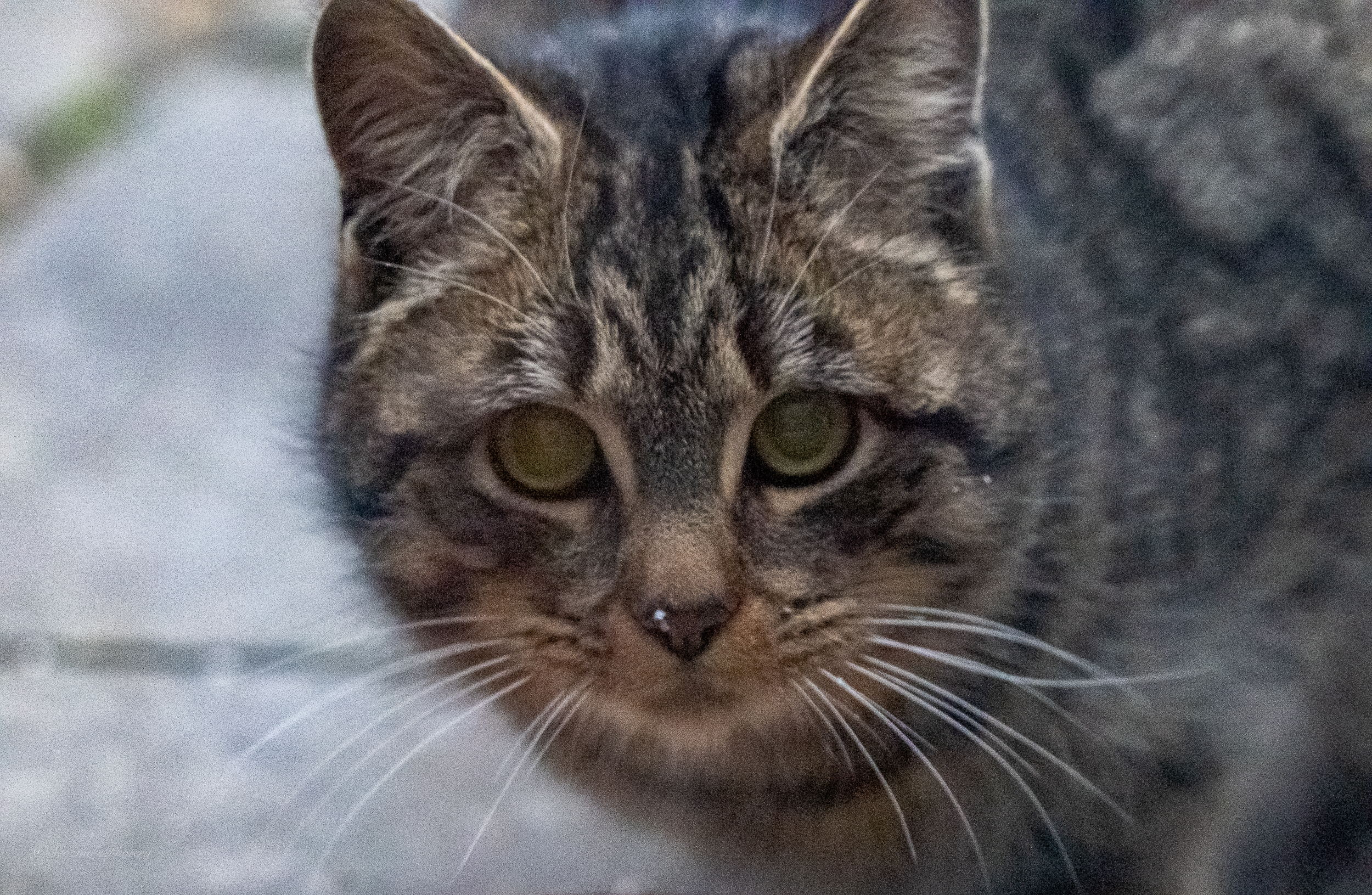 When cats come&nbsp;calling