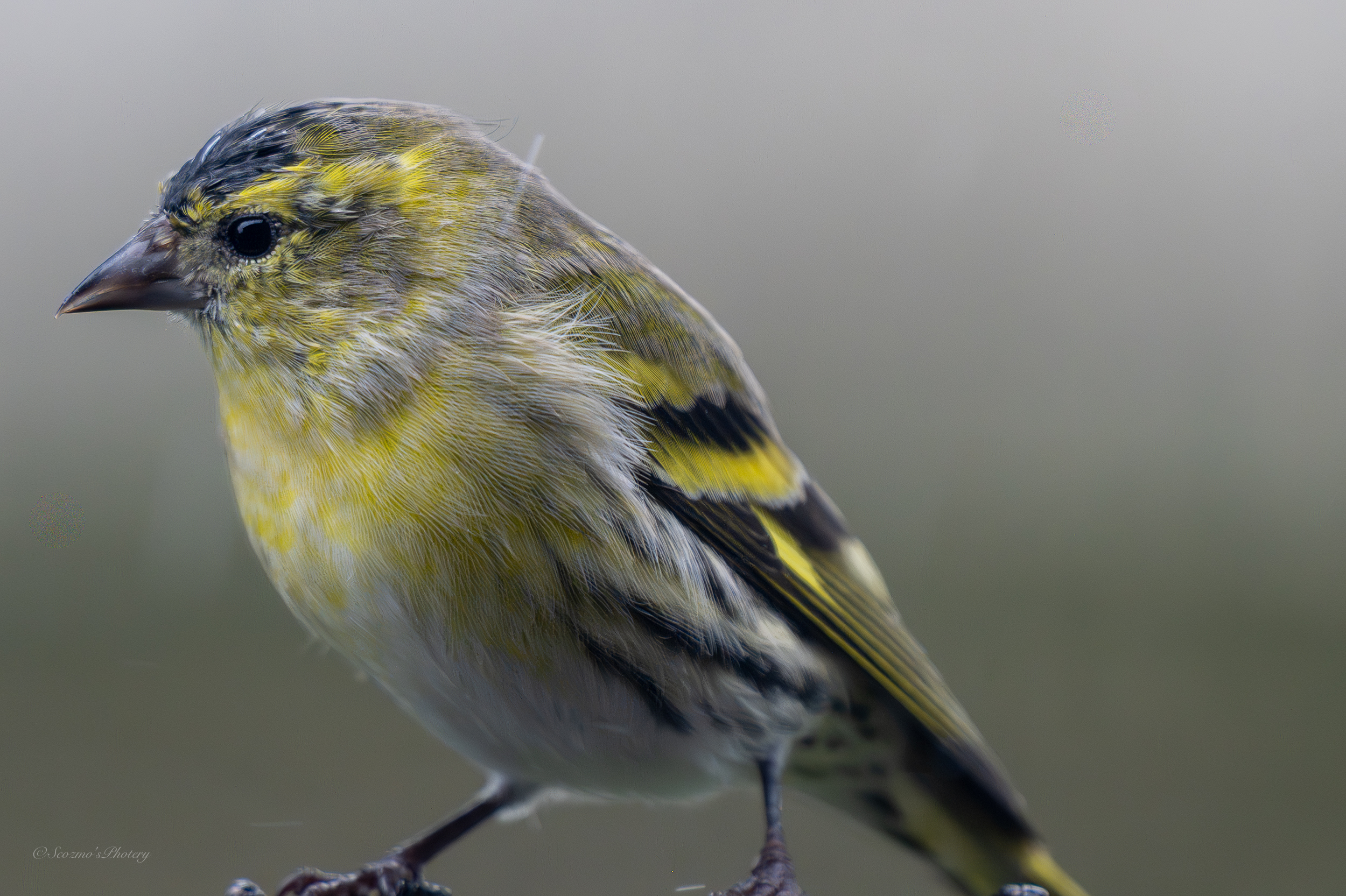 I have been remiss! I have been remiss!