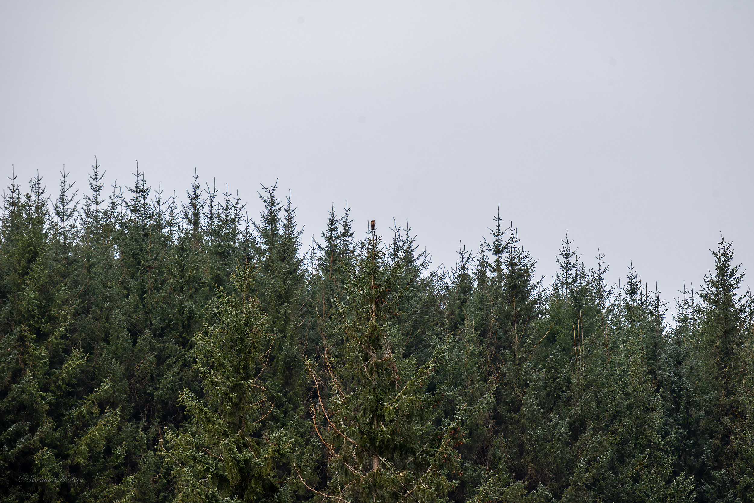 Accidental Encounter