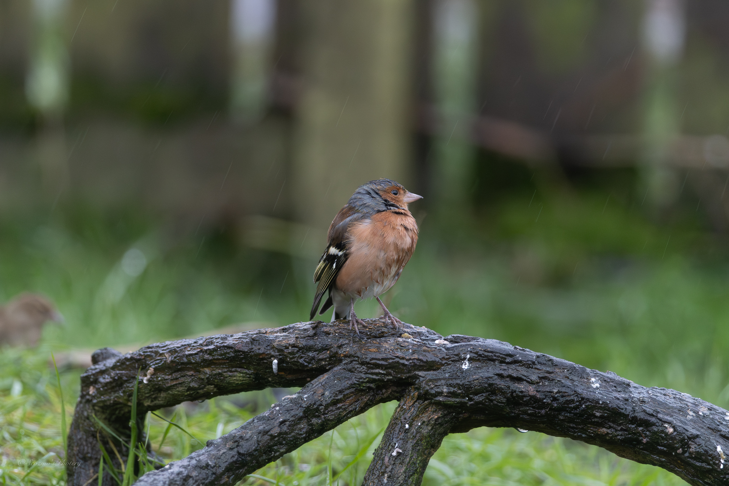 Dreich days continued