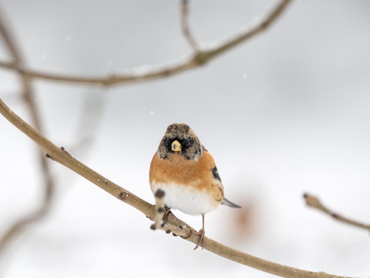 The day it&nbsp;snowed