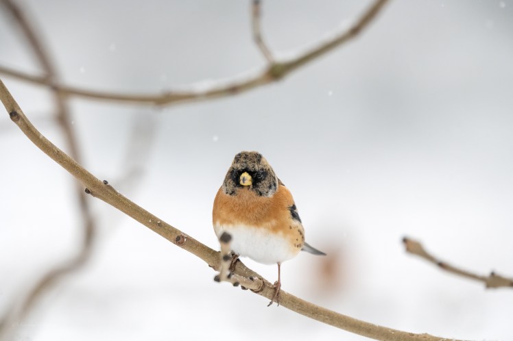 The day it&nbsp;snowed