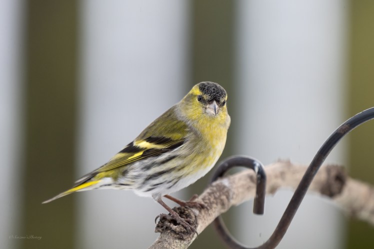 Green day at the&nbsp;feeders?