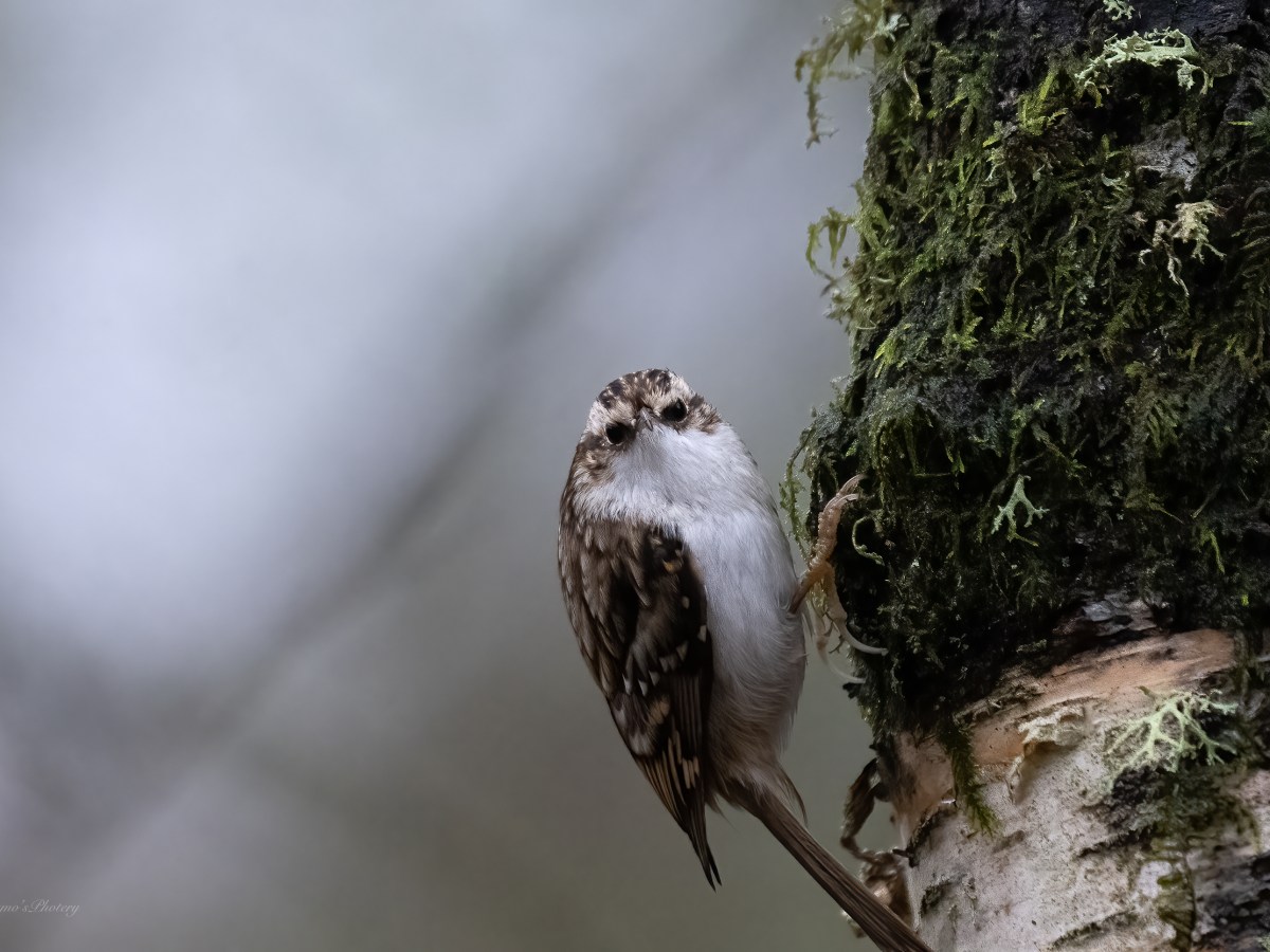 Birds on the&nbsp;Patch