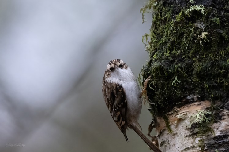 Birds on the&nbsp;Patch