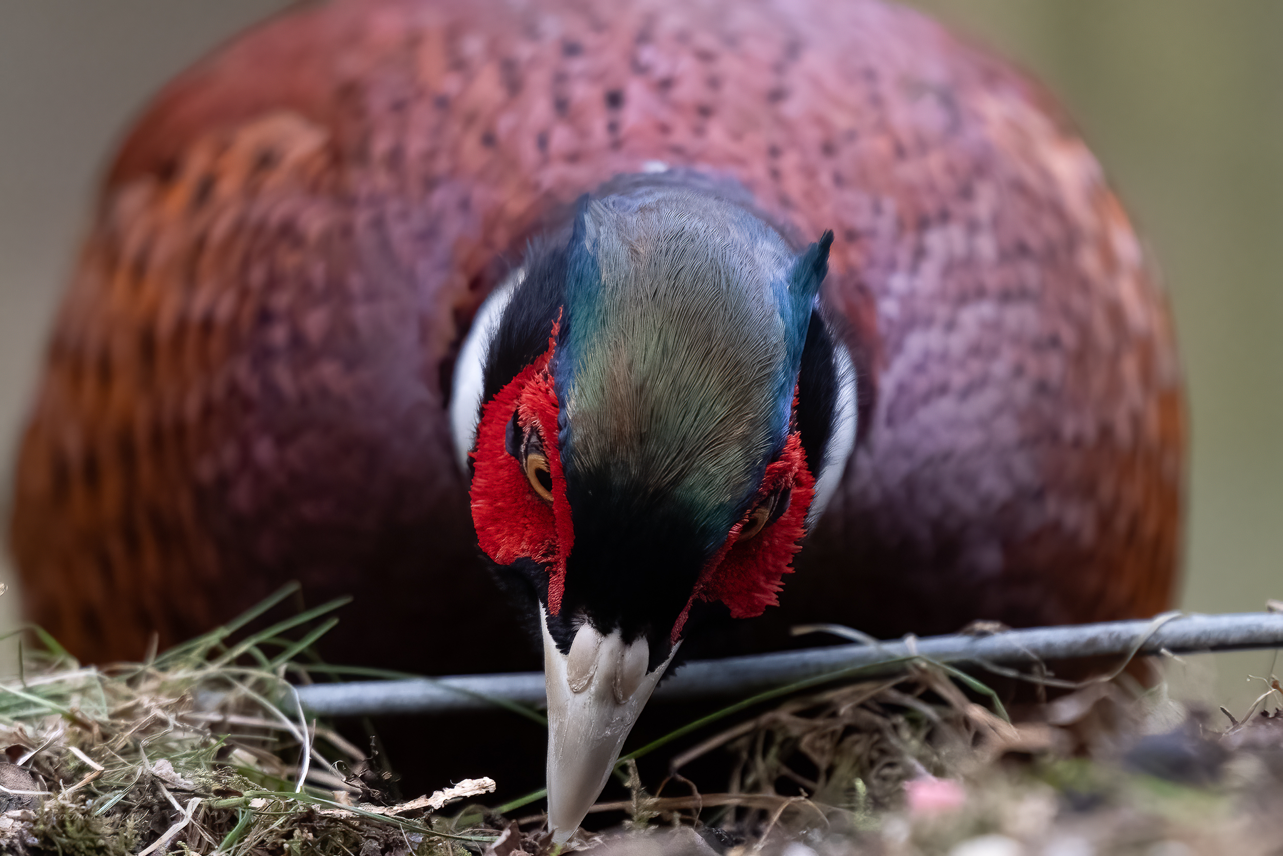 Not a Pheasant&nbsp;Plucker!