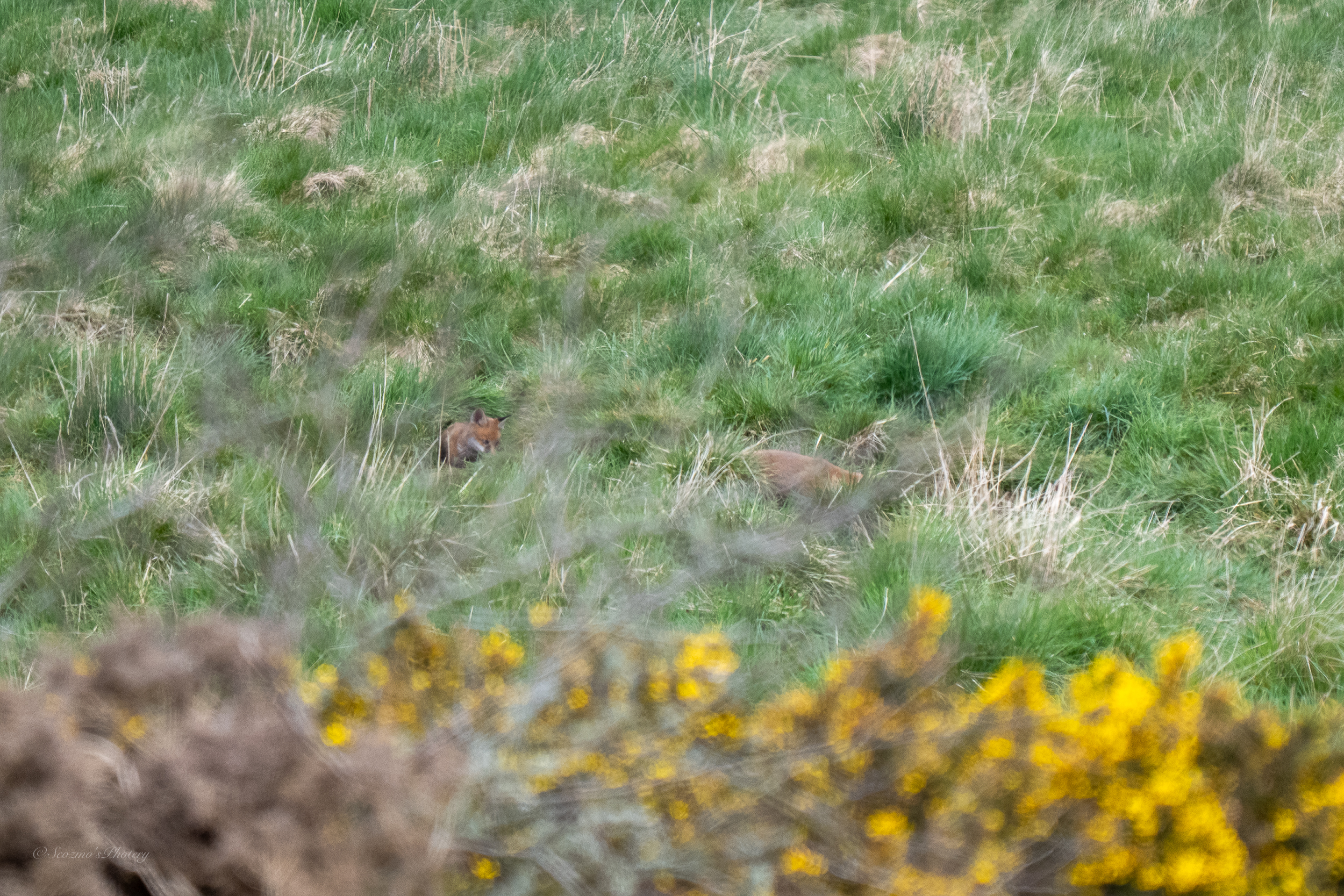 Watcher in the&nbsp;Gorse