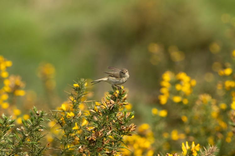 Walking with Warblers