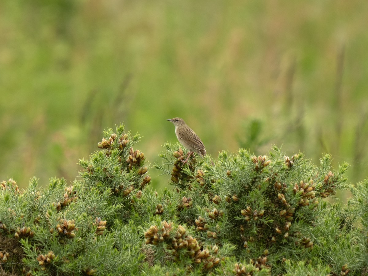 A Walk and a&nbsp;Lifer