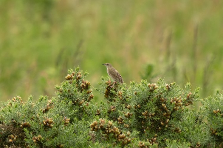 A Walk and a&nbsp;Lifer