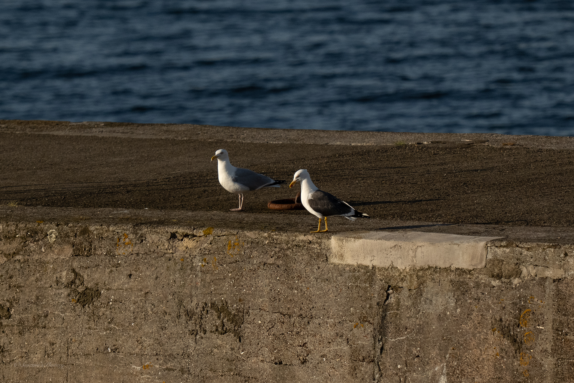 Cellardyke again … Monday,&nbsp;Monday