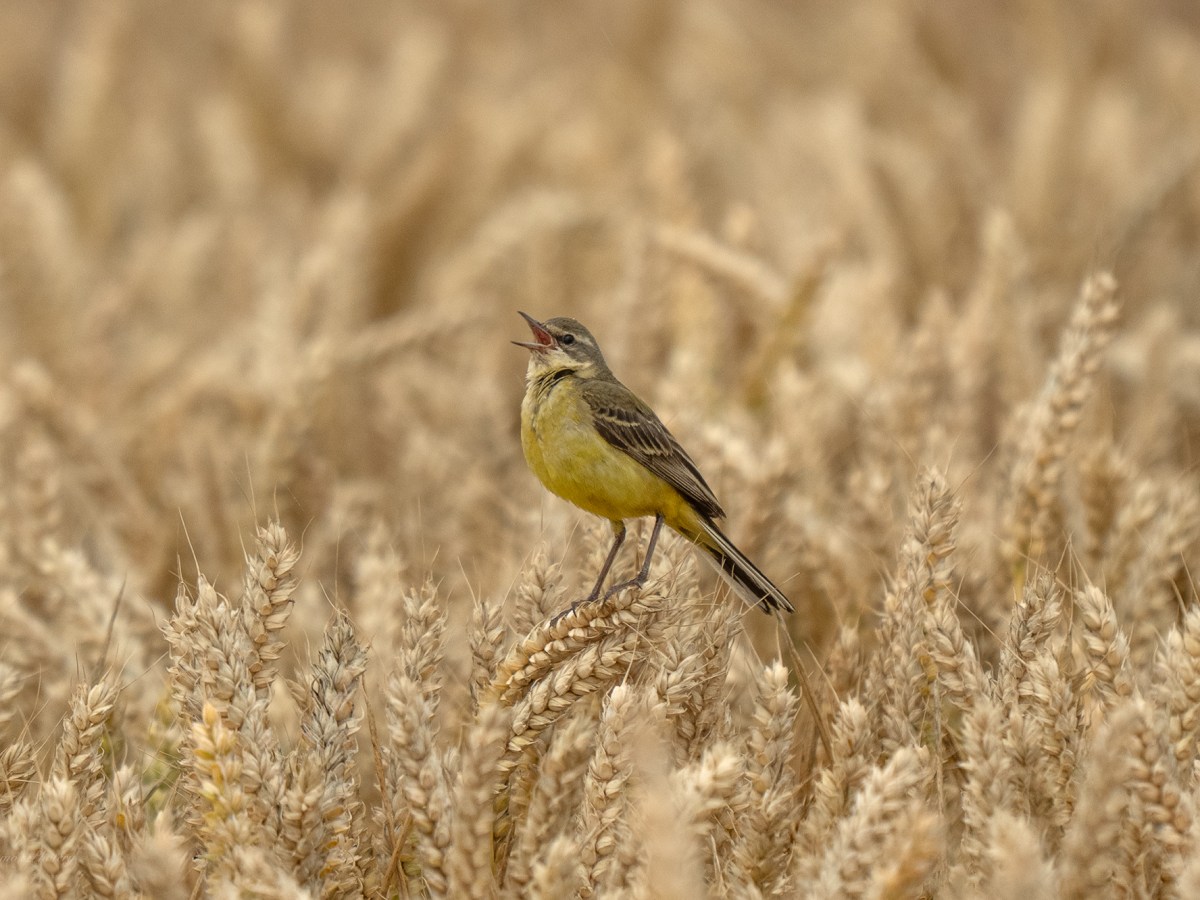 Yellow Wagtail